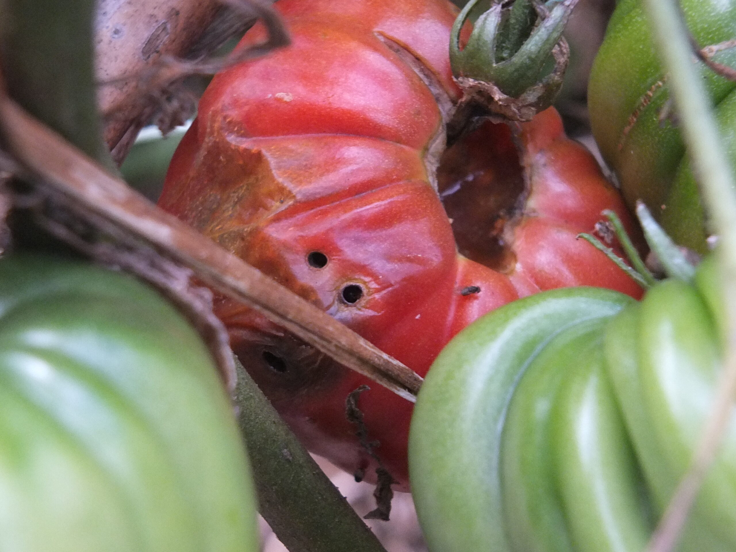 How to control tomato caterpillar